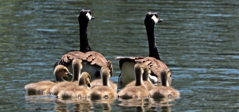 Shoot some Wildlife photos 2