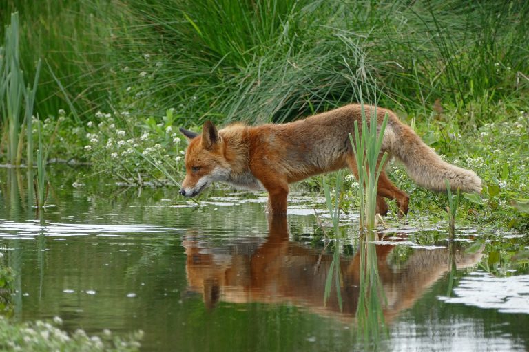 Shoot some Wildlife photos 3