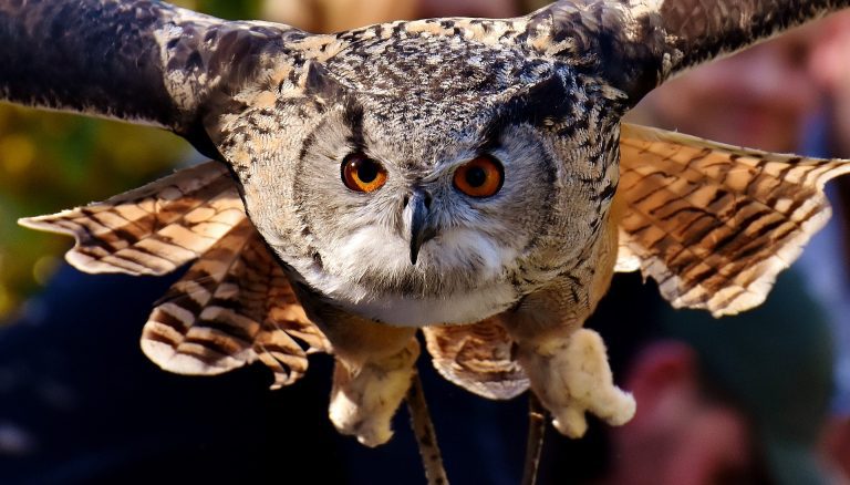 Take a Wildlife photography class 3