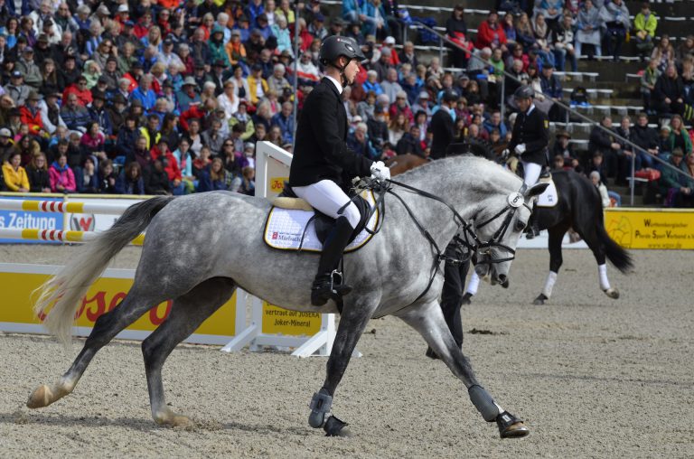 Go to a horse riding exhibition 2