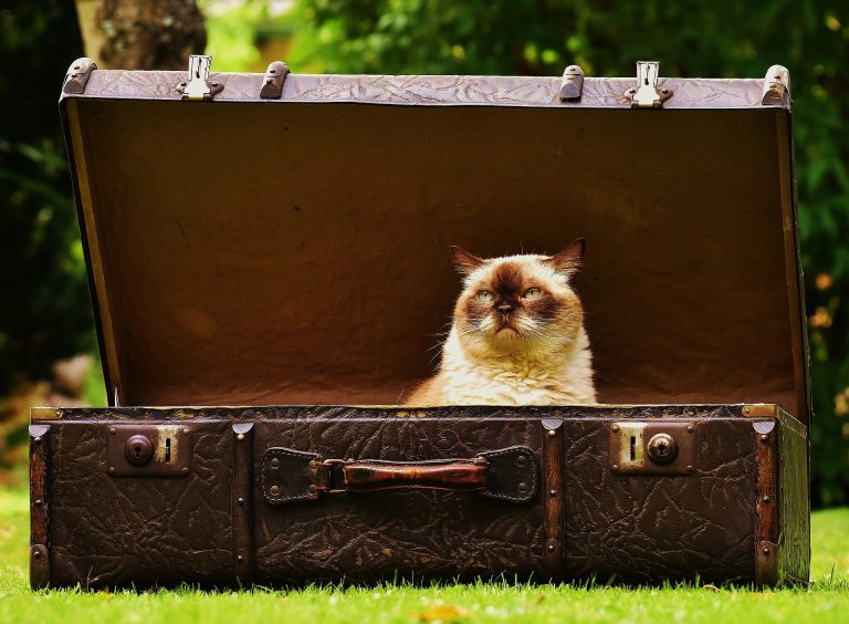 Train your cat to do a new trick 3