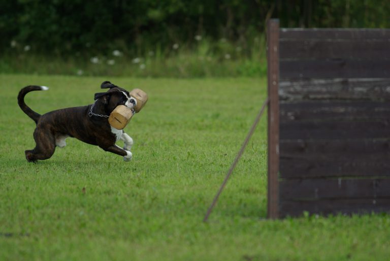 Train your dog to do a new trick 2