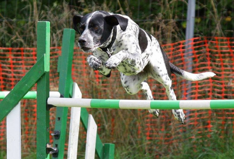Train your dog to do a new trick 3