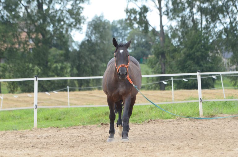Train your horse to do a new trick 2