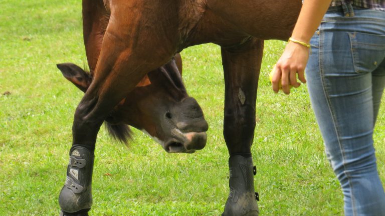 Train your horse to do a new trick 3