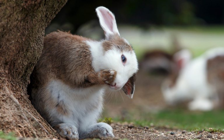 Train your rabbit to do a new trick 2