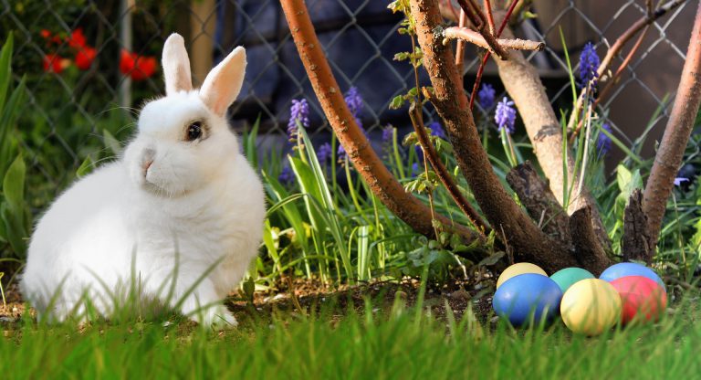 Train your rabbit to do a new trick 3