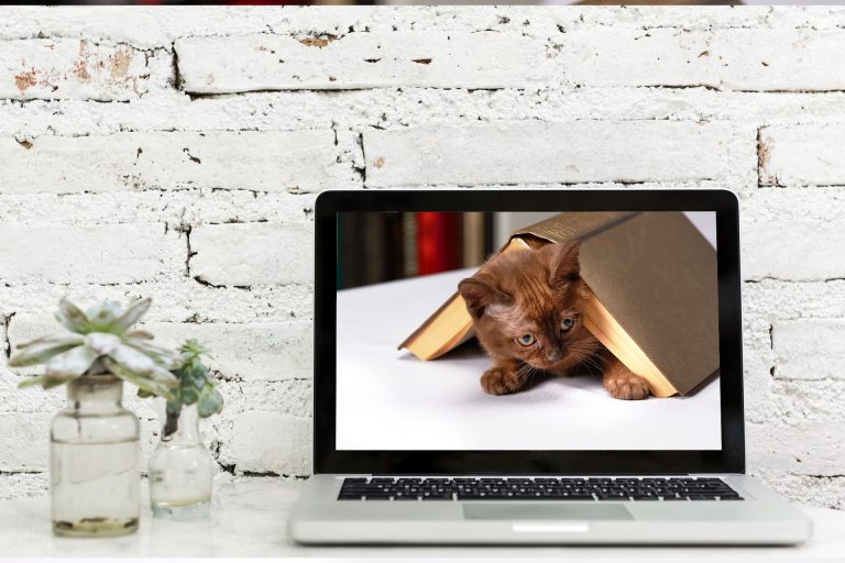 Watch cat training videos 2
