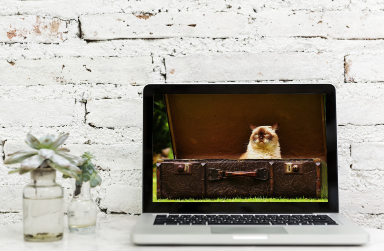 Watch cat training videos 3