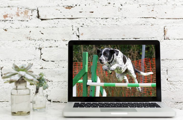 Watch dog training videos 3