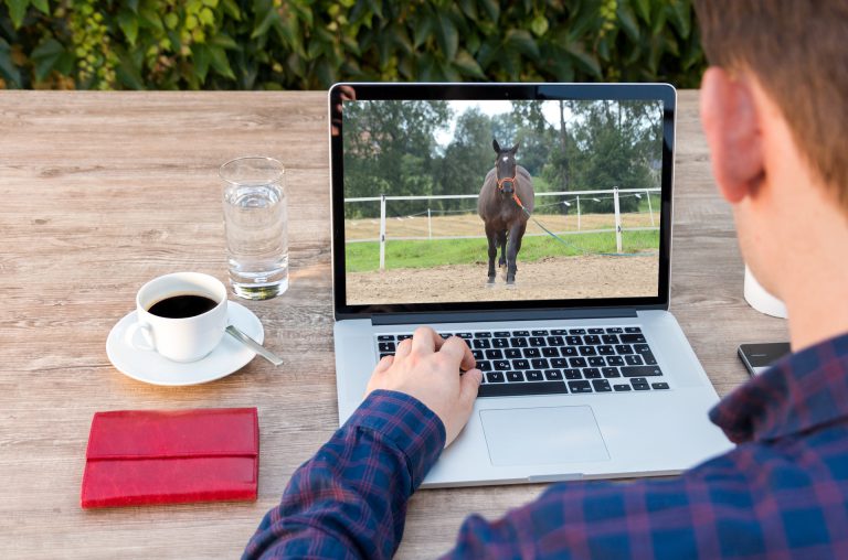 Watch horse training videos 2