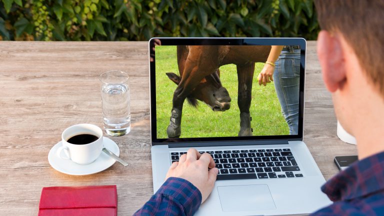 Watch horse training videos 3