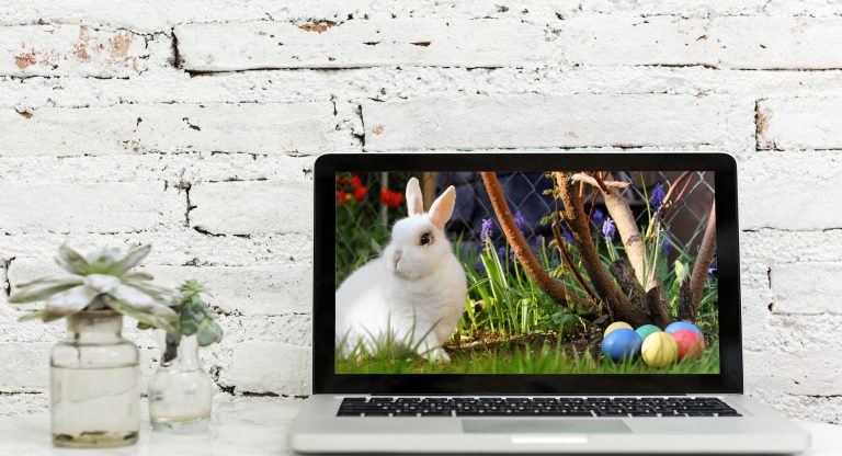 Watch rabbit training videos 2