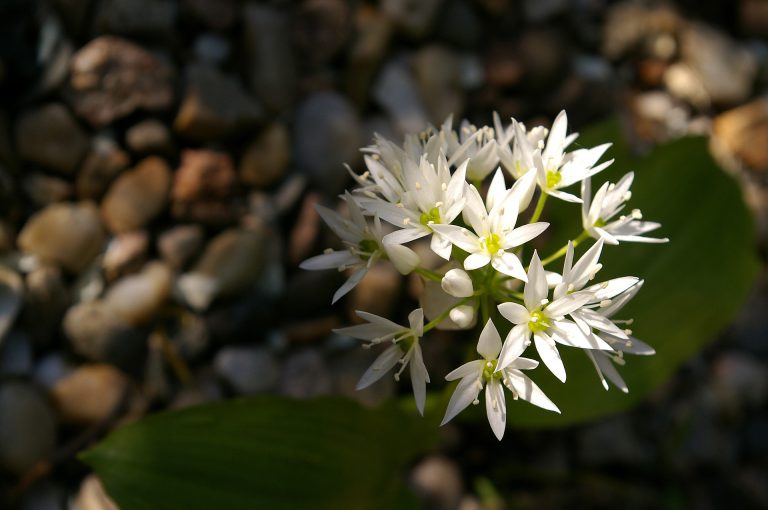 Make a meal with a new edible plant ingredient 3