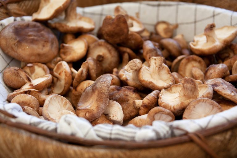 Try a new type of edible fungi 2
