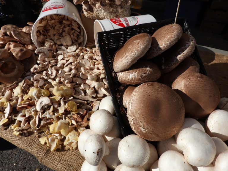 Try a new type of edible fungi 3