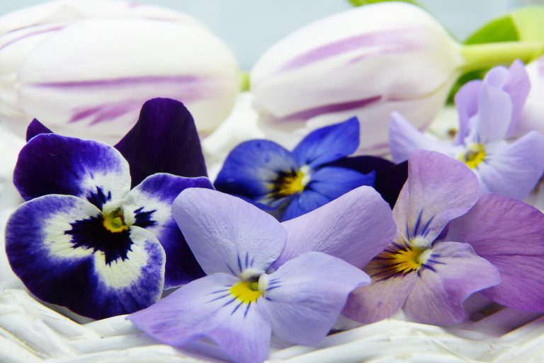 Try a new type of edible plants 2