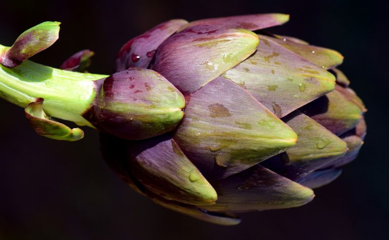 Try a new type of edible plants 3