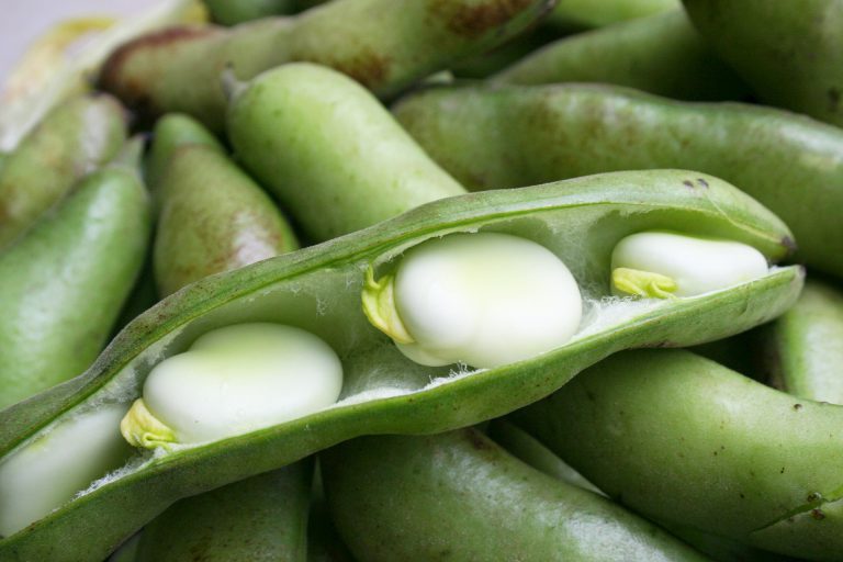 Try a new type of legumes 2