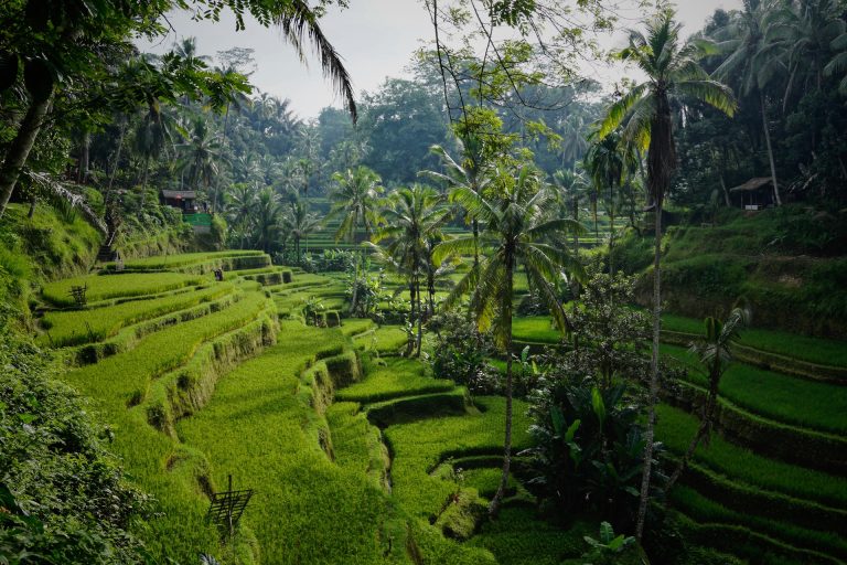 Bali Green Rice Field