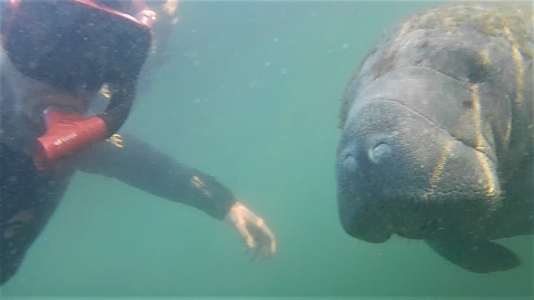 Selfie with a Curious Manatee