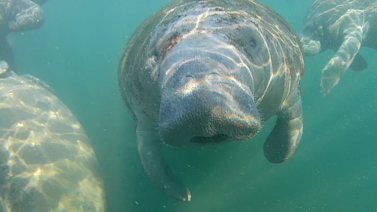 Up Close with a Manatee