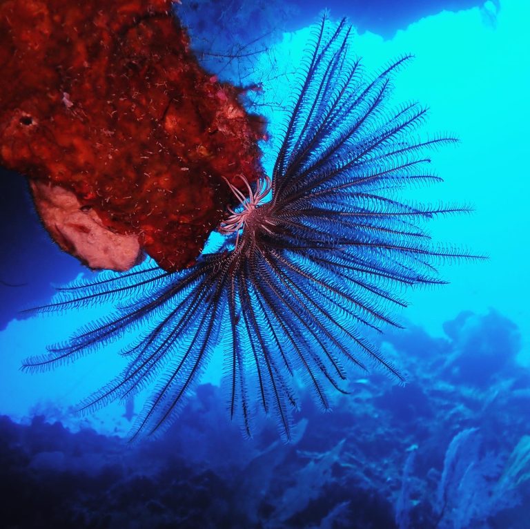 Beautiful crinoid in Palau