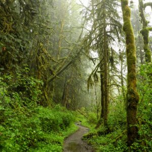 Forest Hike