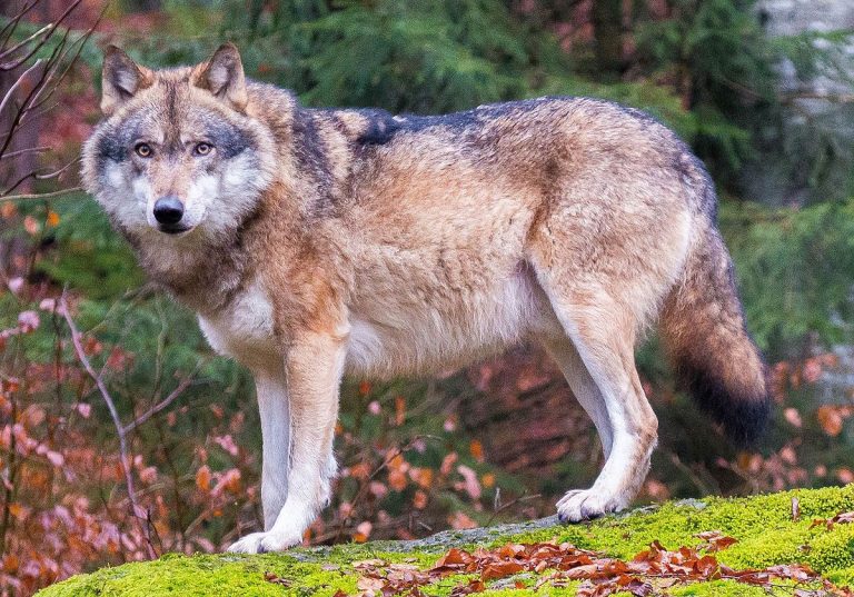 European wolf in Bavarian Forest National Park