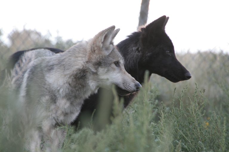 Apollo and Farah