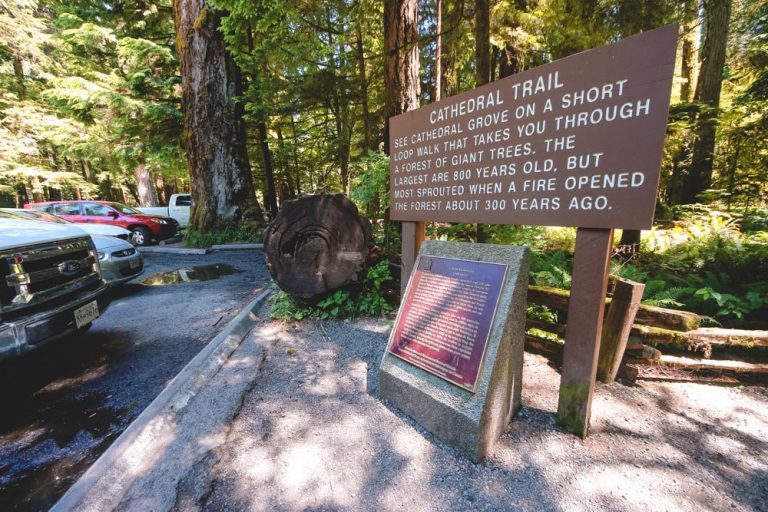 Cathedral Grove on Vancouver Island