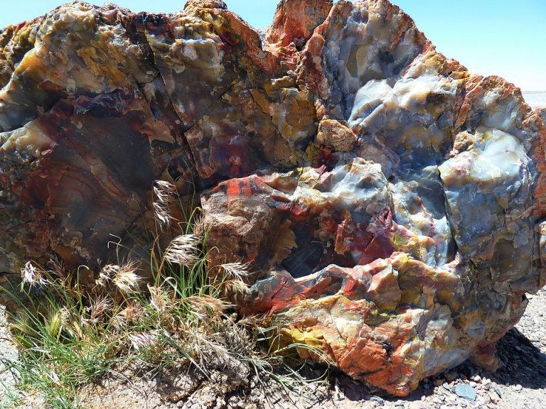 Fossilized Trees Thousands Of Years Old