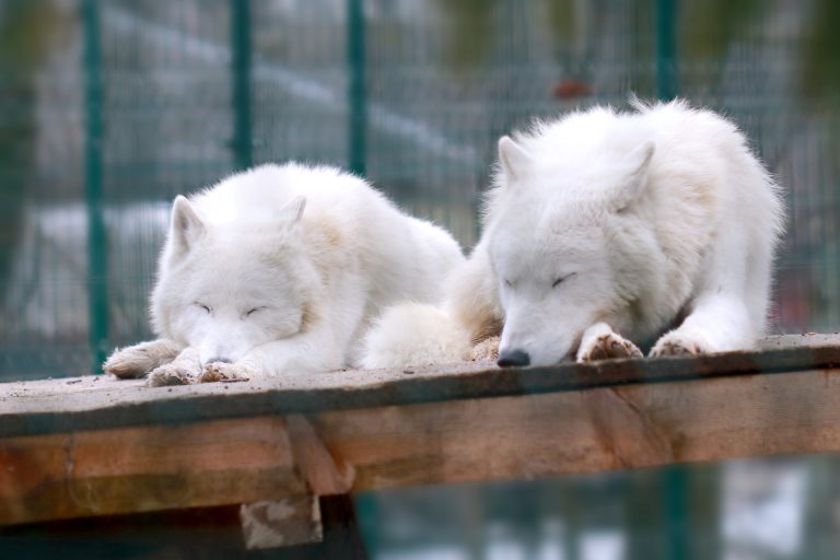 White Wolves