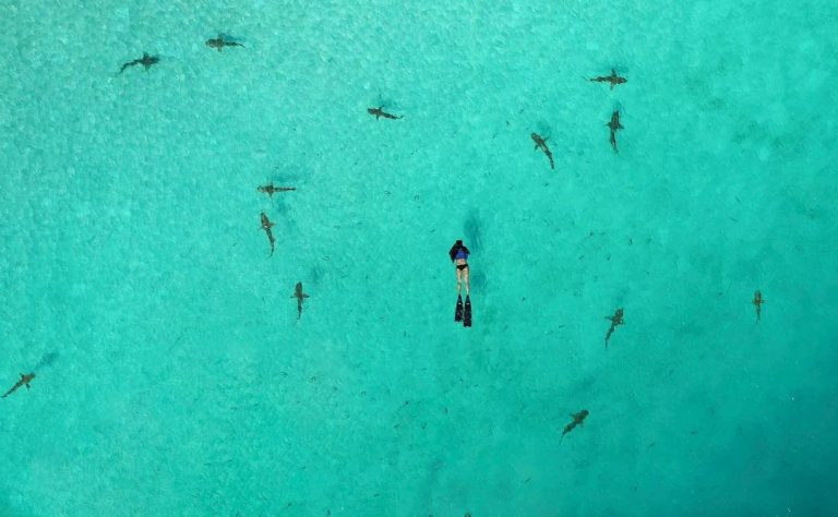 Swimming with the sharks, Palau