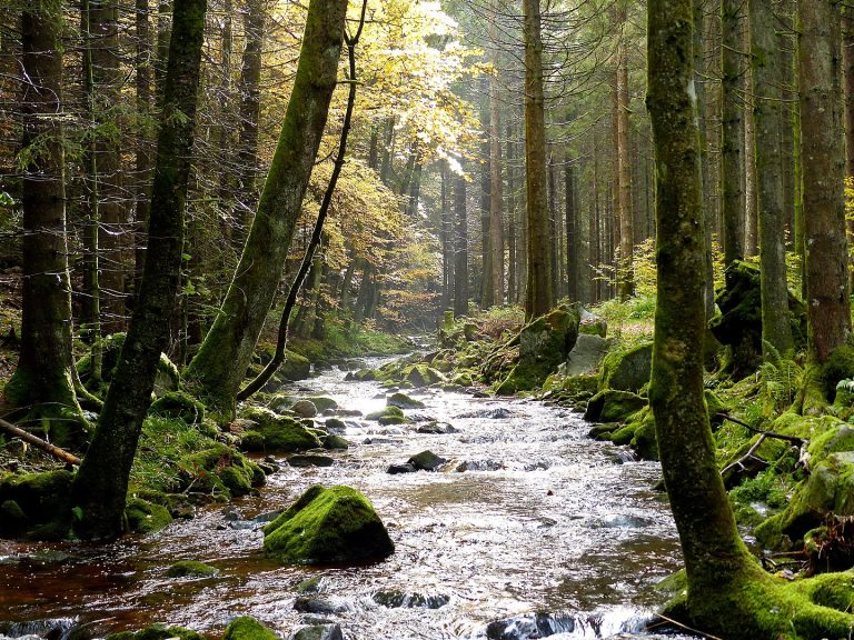 Black Forest: Guter Ellbach, stream near Baiersbronn
