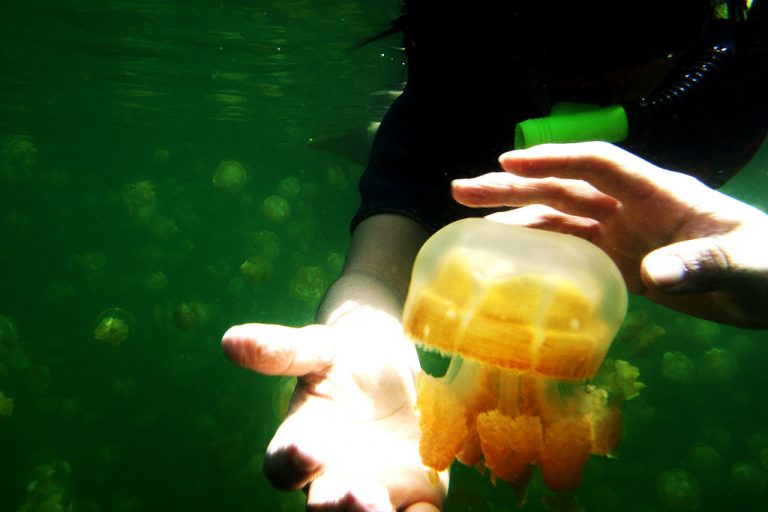 Up close with Jellyfish