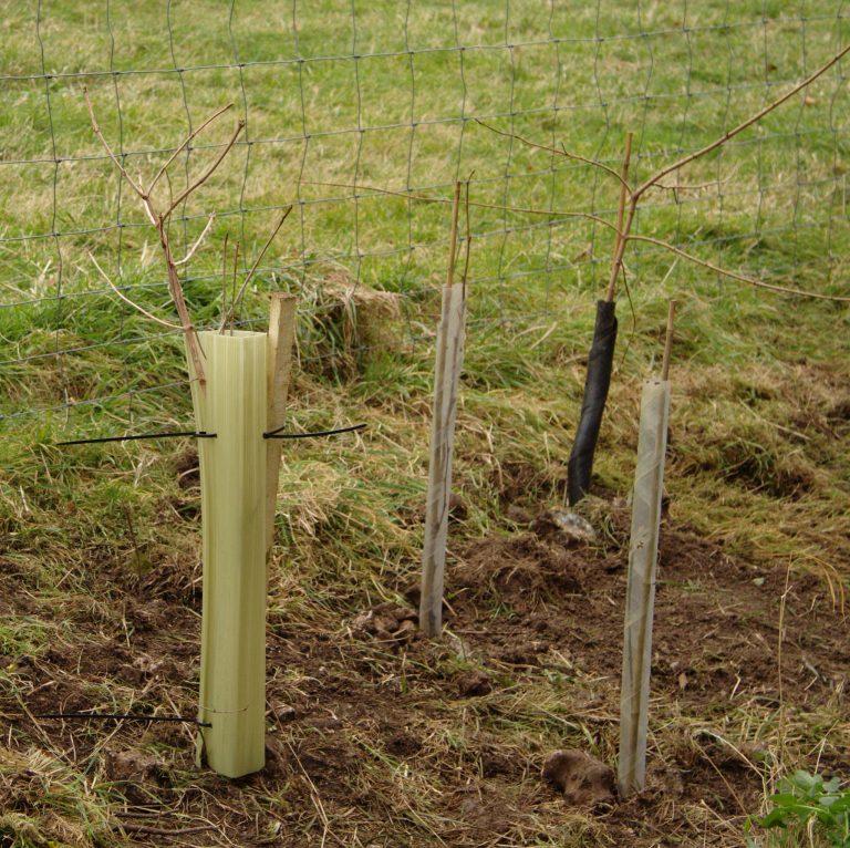 Tree Planting – Brighton Conservation Volunteers