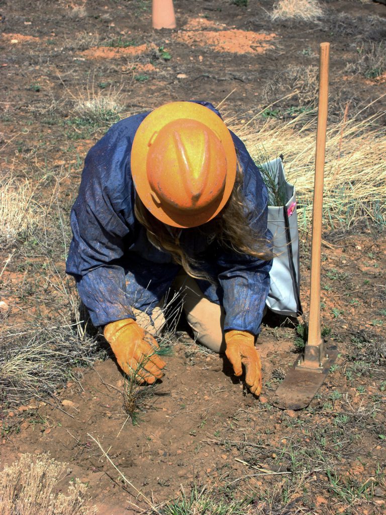 Planting tree seedlings