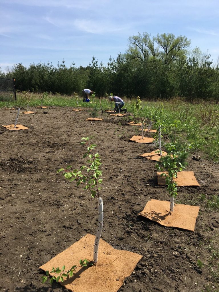 Tree planting at MacMillan Nature Reserve