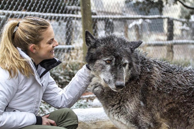 Brittnei and wolf encounter