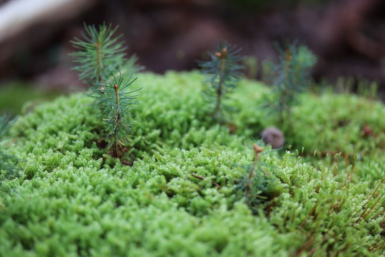 New forest growth