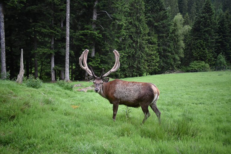 Black Forest
