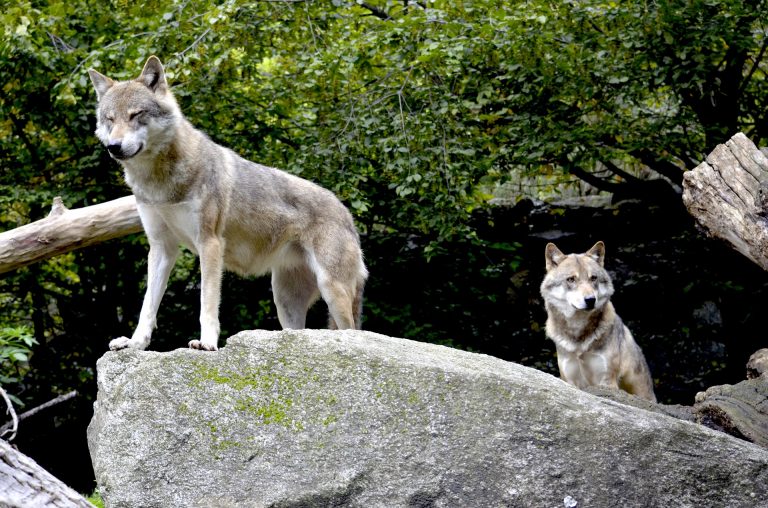 Wolves